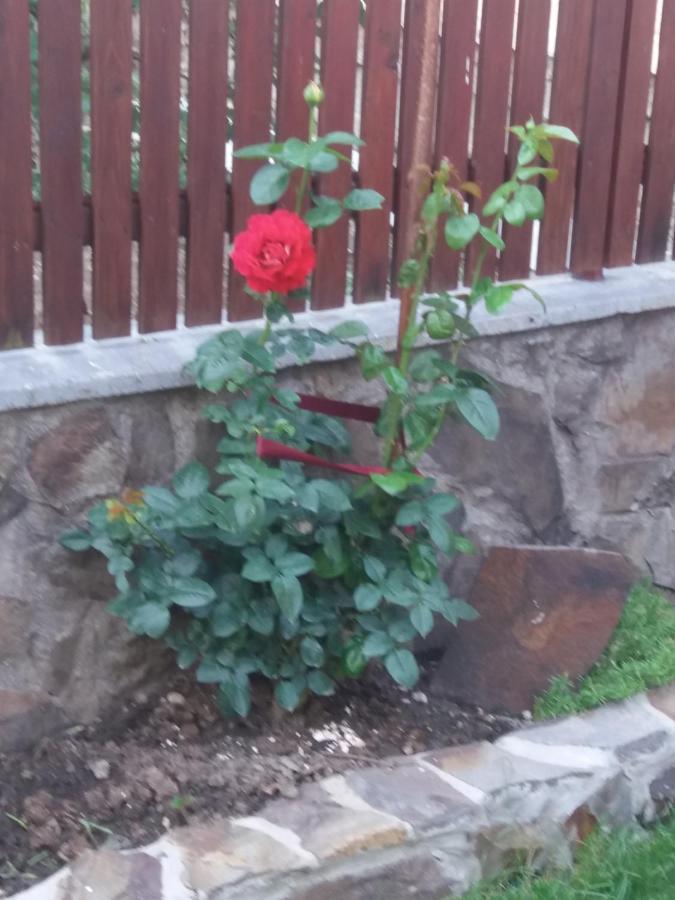 Casa Vlasea Albesti Sighisoara B&B 외부 사진
